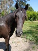 Vd cheval de 7 ans
