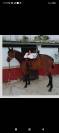 Se vendo caballo noble montado y enganchado.
