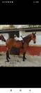 Se vendo caballo noble montado y enganchado.