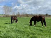 Maison type Mas Provençal idéal chevaux