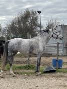 À vendre – Jument Selle Français grise de 6 ans 170 cm