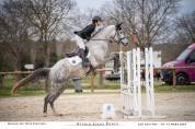 À vendre – Jument Selle Français grise de 6 ans 170 cm