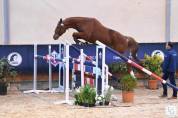 HONGRE 7 ans SF Top Origine Casallo x Baloubet du Rouet