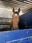Jument de sport 6 ans 