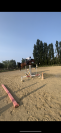 Jument de sport 6 ans 