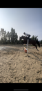 Jument de sport 6 ans 