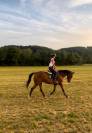 A vendre Jument 7 ans Top Origine Stakkato x Kannan
