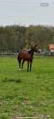 A vendre Jument 7 ans Top Origine Stakkato x Kannan