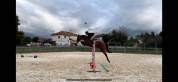 A vendre Jument 7 ans Top Origine Stakkato x Kannan