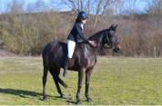 A vendre Ponette SF Top Origine Quinoto Bois Margot 