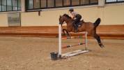 cavallo salto ostacoli 125