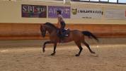 cavallo salto ostacoli 125