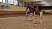 cavallo salto ostacoli 125