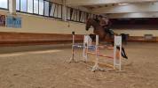 cavallo salto ostacoli 125