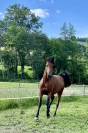 Saillie étalon Pur Sang Arabe de 3 ans