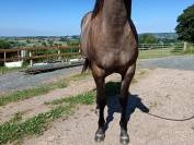 Tres jolie pouliche quarter horse grullo