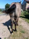 Tres jolie pouliche quarter horse grullo