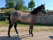 Tres jolie pouliche quarter horse grullo
