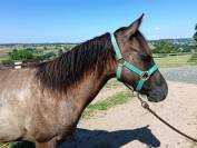 Tres jolie pouliche quarter horse grullo