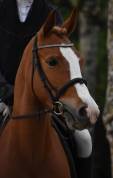 Belle ponette de 6 ans, facile, sortie sur 1,10/1,15 m
