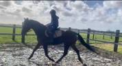 Lease paard gezocht 