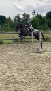 Lease paard gezocht 