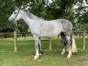 Cavalla Cavallo da Sport Irlandese In vendita 2017 Grigio