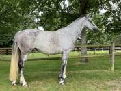 Cavalla Cavallo da Sport Irlandese In vendita 2017 Grigio