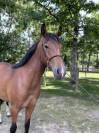 Mare Origin Recorded For sale 2023 Bay