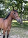 Mare Origin Recorded For sale 2023 Bay