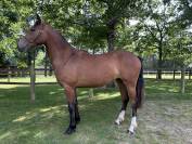 Mare Origin Recorded For sale 2023 Bay