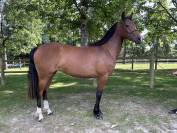 Mare Origin Recorded For sale 2023 Bay