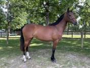 Mare Origin Recorded For sale 2023 Bay