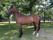 Mare Origin Recorded For sale 2023 Bay