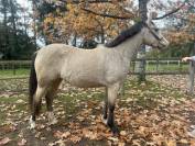 Merrie Franse rijpony PFS Te koop 2023 Isabel