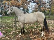 Merrie Franse rijpony PFS Te koop 2023 Isabel