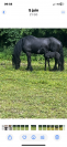 Poulain frison 