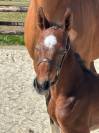 Foal