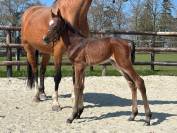 Foal