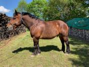 Cheval hongre croisé comtois/cob normand attelé