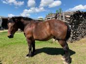 Cheval hongre croisé comtois/cob normand attelé