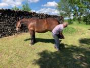 Cheval hongre croisé comtois/cob normand attelé