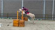 Jument Dutch Riding Pony A vendre 2010 Palomino