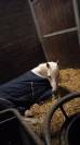Jument Dutch Riding Pony A vendre 2010 Palomino