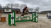 Jument Dutch Riding Pony A vendre 2010 Palomino