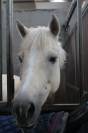 Jument Dutch Riding Pony A vendre 2010 Palomino