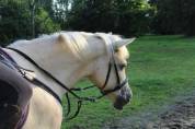 Jument Dutch Riding Pony A vendre 2010 Palomino