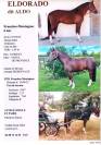 Franches-Montagnes de 6 ans 