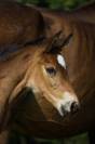 Foal selle français par Conte Bellini