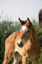 Foal selle français par Conte Bellini